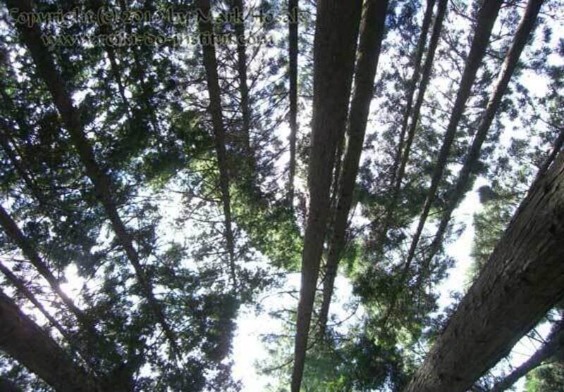 Blick durch hohe Bäume zum Himmel am Berg Kurama · Ort der Reiki-Erleuchtung Mikao Usuis