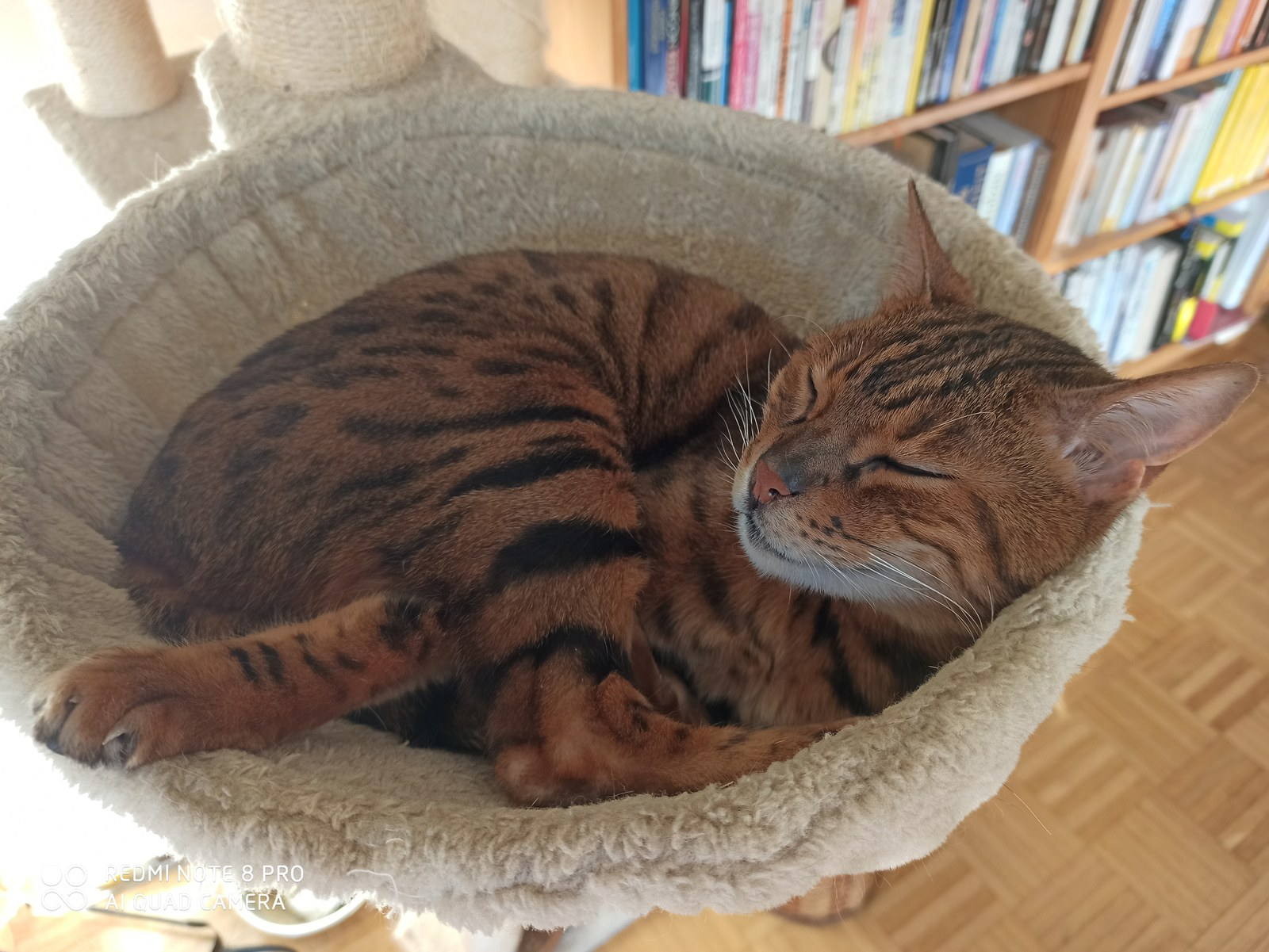 Eine getigerte Katze schläft tief entspannt zusammengerollt in ihrem Korb