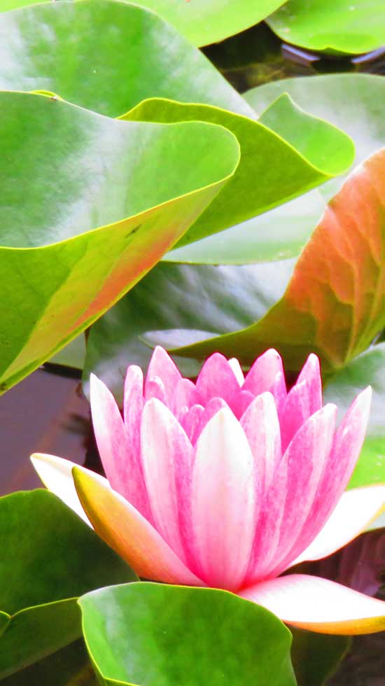 Shingon Reiki Level 1 Lotus 1. Grad Shingon Reiki Shingon Reiki Meister Praktiker Jubiläum